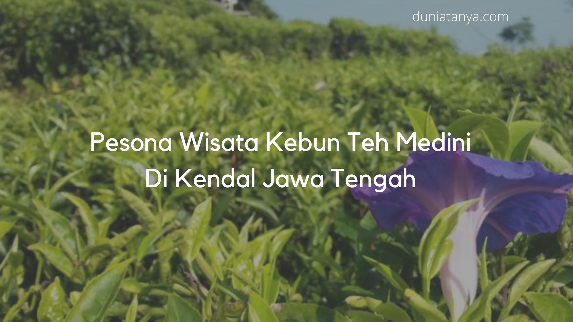 You are currently viewing Pesona Wisata Kebun Teh Medini Di Kendal Jawa Tengah