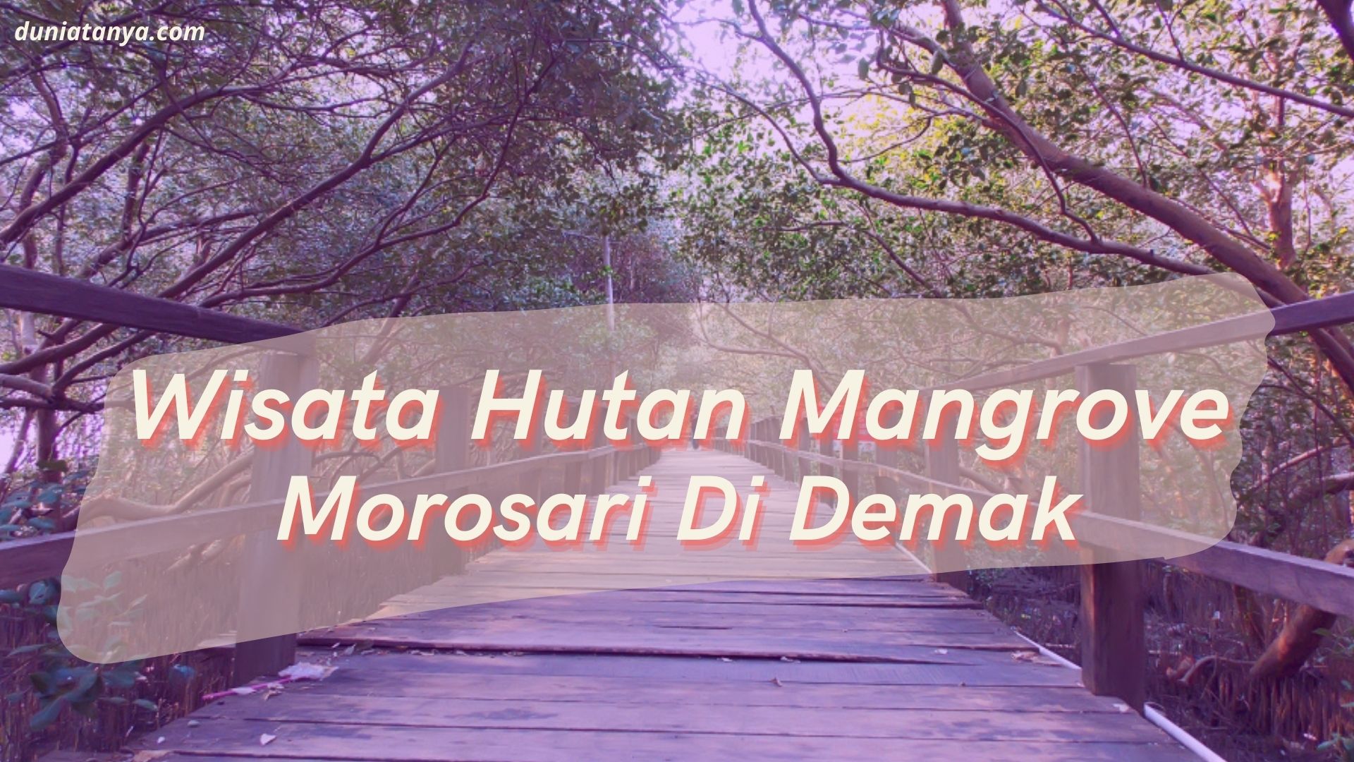 You are currently viewing Wisata Hutan Mangrove Morosari Di Demak